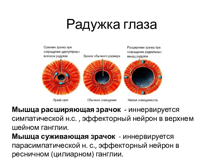 Радужка глаза Мышца расширяющая зрачок - иннервируется симпатической н.с. , эффекторный нейрон