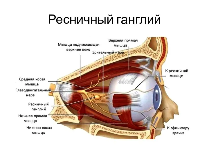 Ресничный ганглий