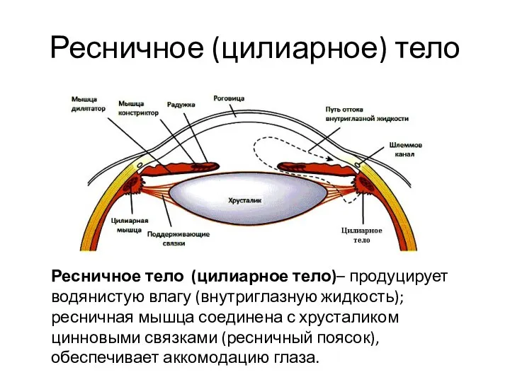 Ресничное (цилиарное) тело Ресничное тело (цилиарное тело)– продуцирует водянистую влагу (внутриглазную жидкость);