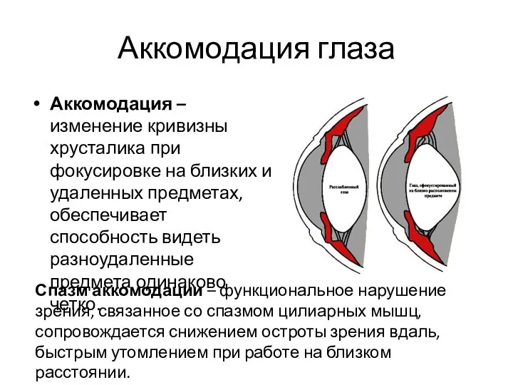 Аккомодация глаза Аккомодация – изменение кривизны хрусталика при фокусировке на близких и