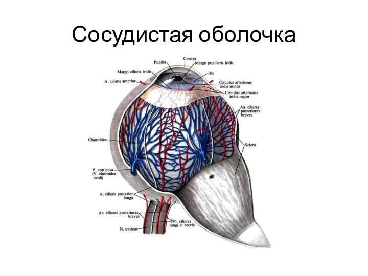 Сосудистая оболочка