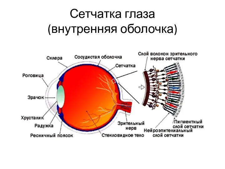 Сетчатка глаза (внутренняя оболочка)