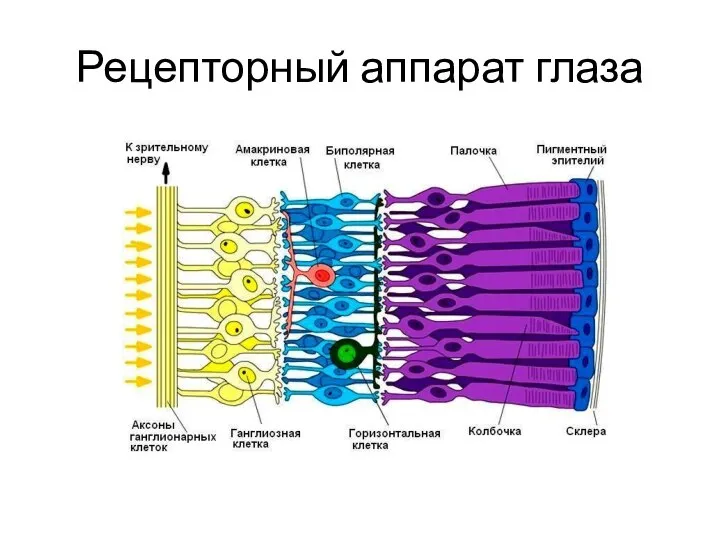 Рецепторный аппарат глаза