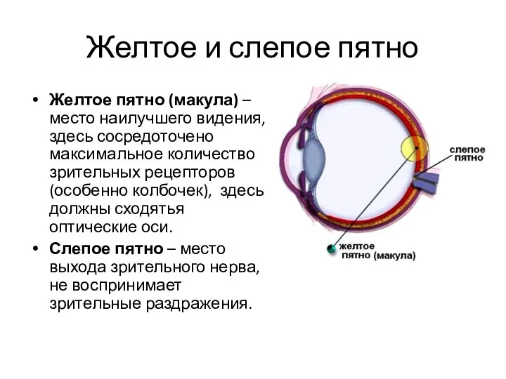 Желтое и слепое пятно Желтое пятно (макула) – место наилучшего видения, здесь