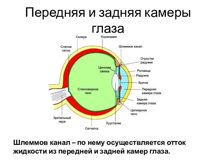 Передняя и задняя камеры глаза Шлеммов канал – по нему осуществляется отток