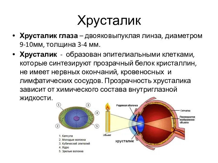 Хрусталик Хрусталик глаза – двояковыпуклая линза, диаметром 9-10мм, толщина 3-4 мм. Хрусталик