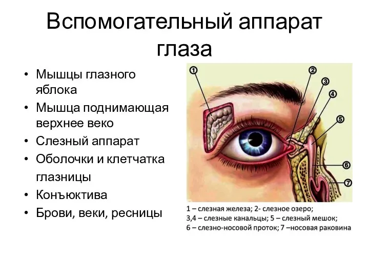 Вспомогательный аппарат глаза Мышцы глазного яблока Мышца поднимающая верхнее веко Слезный аппарат