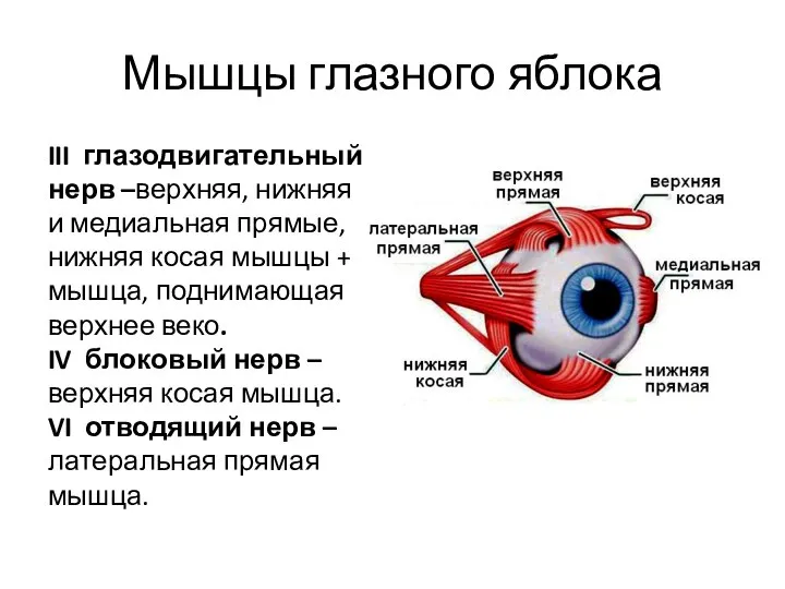 Мышцы глазного яблока III глазодвигательный нерв –верхняя, нижняя и медиальная прямые, нижняя