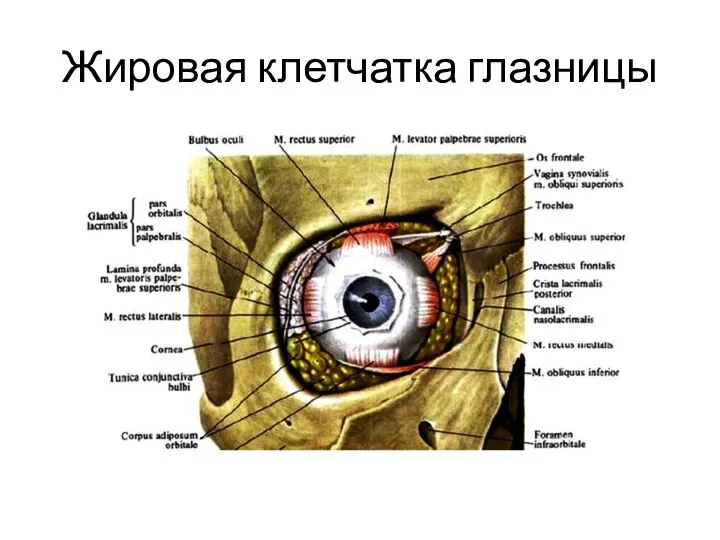 Жировая клетчатка глазницы