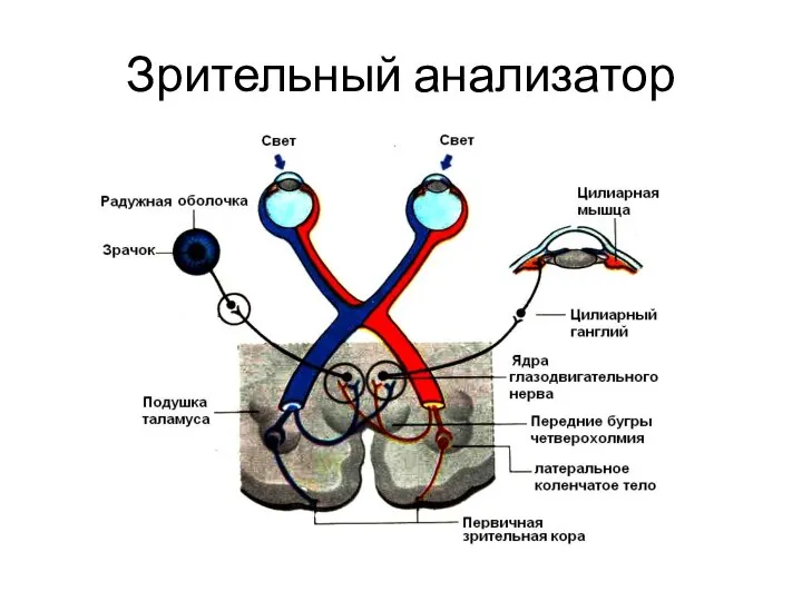 Зрительный анализатор