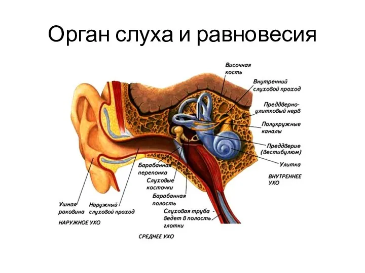 Орган слуха и равновесия