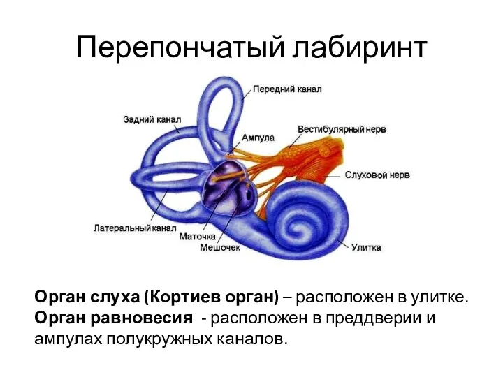 Перепончатый лабиринт Орган слуха (Кортиев орган) – расположен в улитке. Орган равновесия