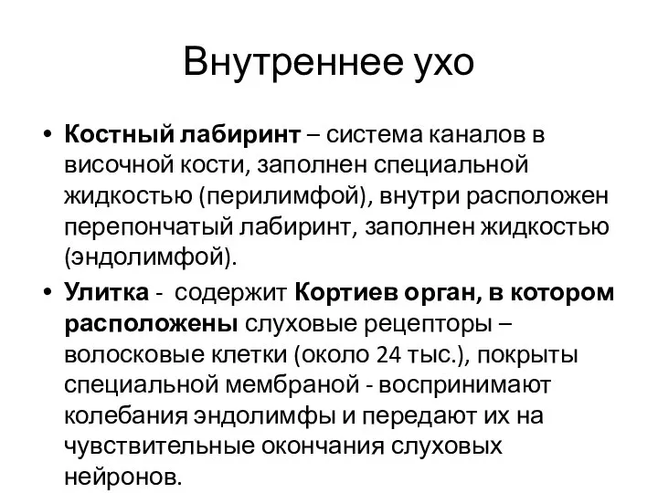 Внутреннее ухо Костный лабиринт – система каналов в височной кости, заполнен специальной