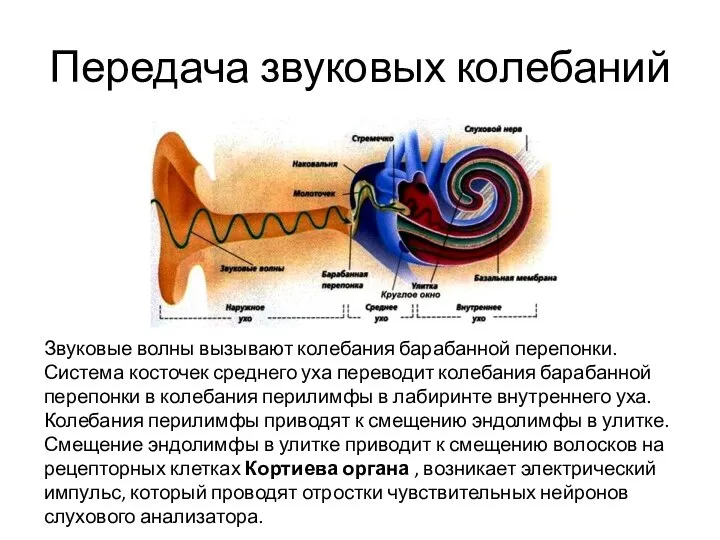 Передача звуковых колебаний Звуковые волны вызывают колебания барабанной перепонки. Система косточек среднего