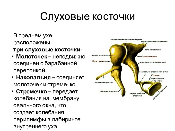 Слуховые косточки В среднем ухе расположены три слуховые косточки: Молоточек – неподвижно