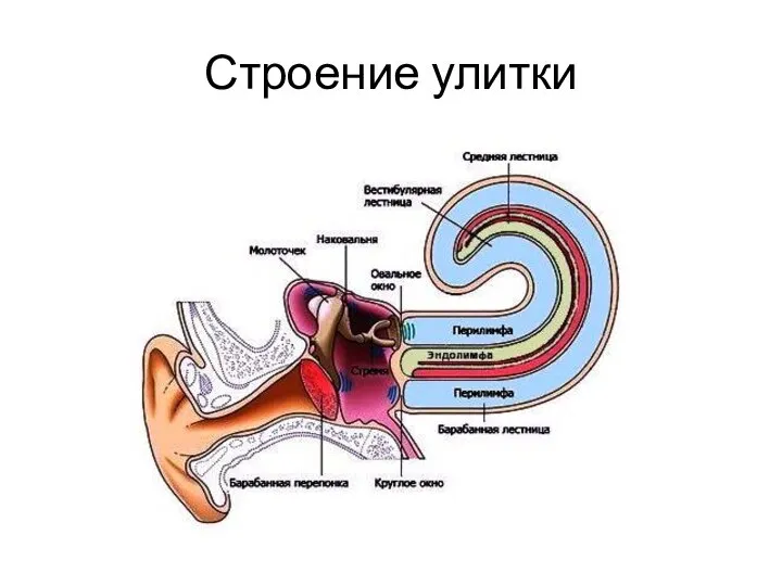 Строение улитки