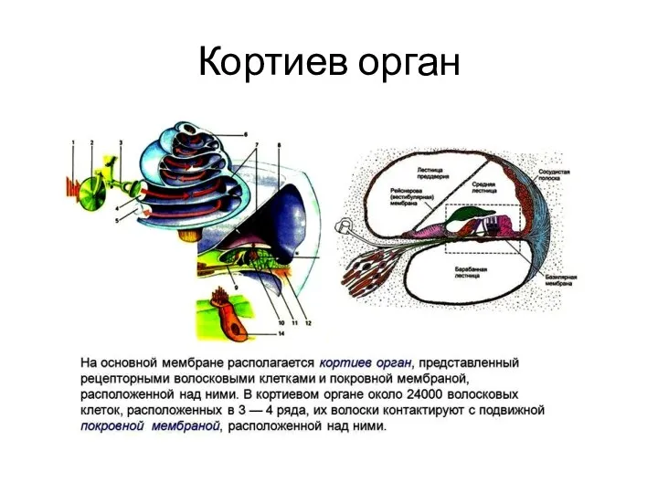 Кортиев орган