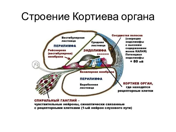 Строение Кортиева органа