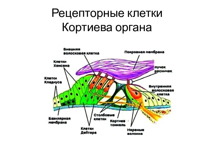 Рецепторные клетки Кортиева органа