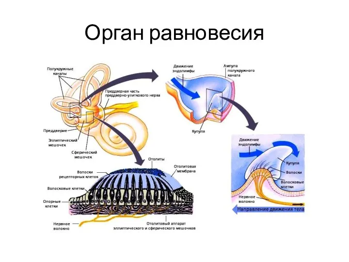 Орган равновесия