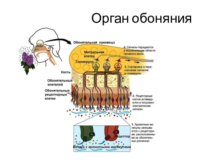 Орган обоняния