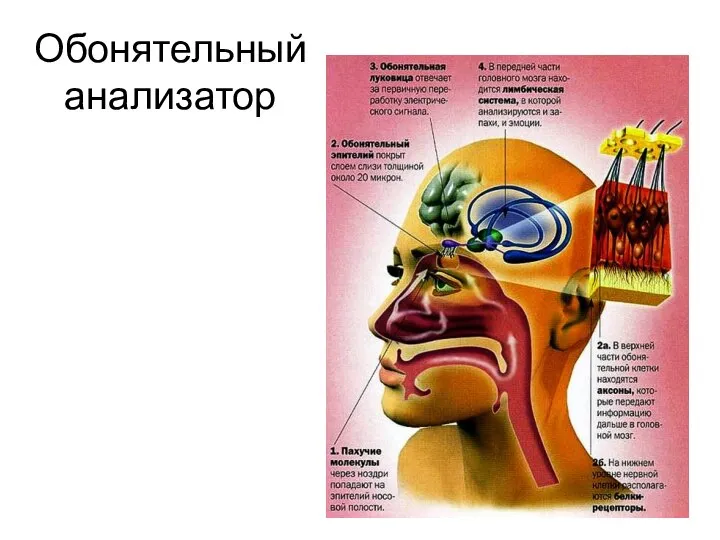 Обонятельный анализатор