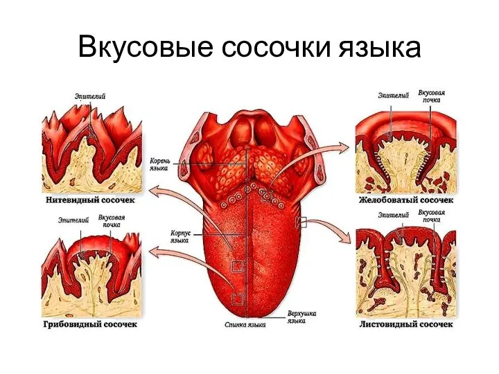 Вкусовые сосочки языка