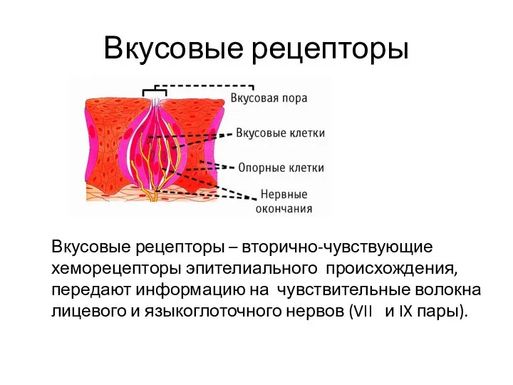 Вкусовые рецепторы Вкусовые рецепторы – вторично-чувствующие хеморецепторы эпителиального происхождения, передают информацию на