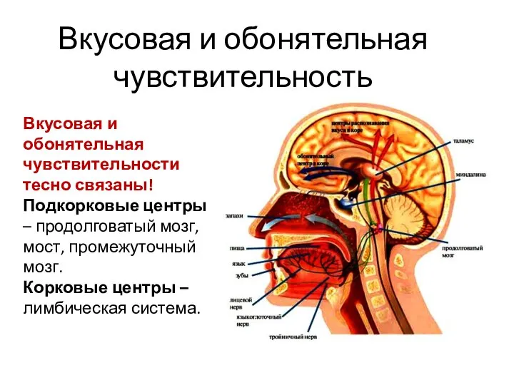 Вкусовая и обонятельная чувствительность Вкусовая и обонятельная чувствительности тесно связаны! Подкорковые центры