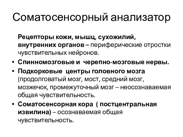 Соматосенсорный анализатор Рецепторы кожи, мышц, сухожилий, внутренних органов – периферические отростки чувствительных