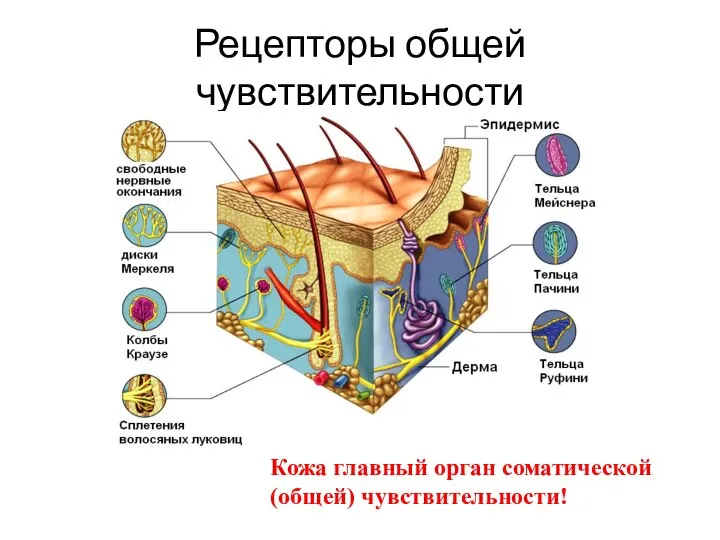 Рецепторы общей чувствительности Кожа главный орган соматической (общей) чувствительности!