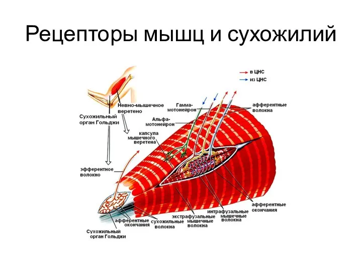 Рецепторы мышц и сухожилий