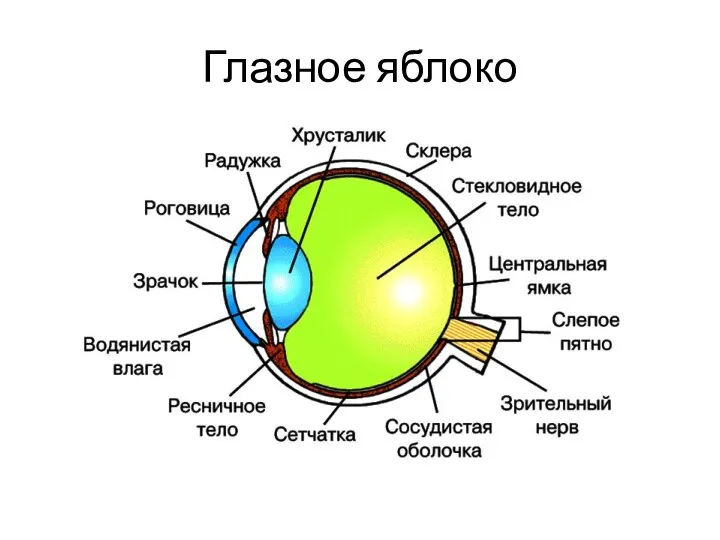 Глазное яблоко