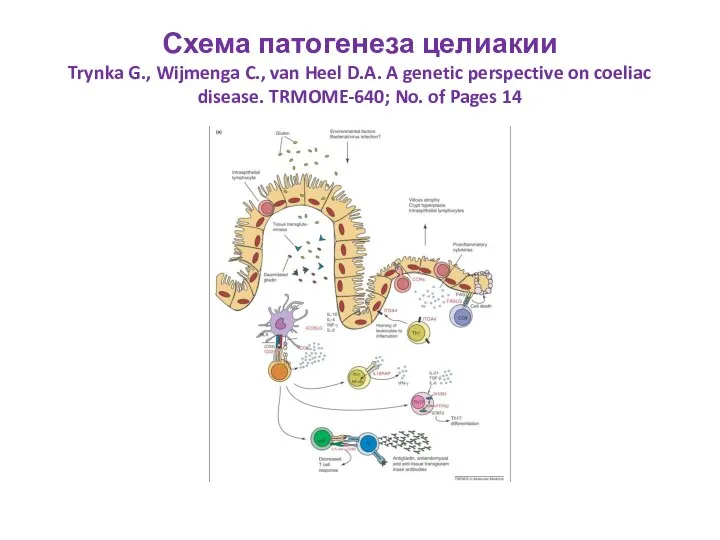 Схема патогенеза целиакии Trynka G., Wijmenga C., van Heel D.A. A genetic