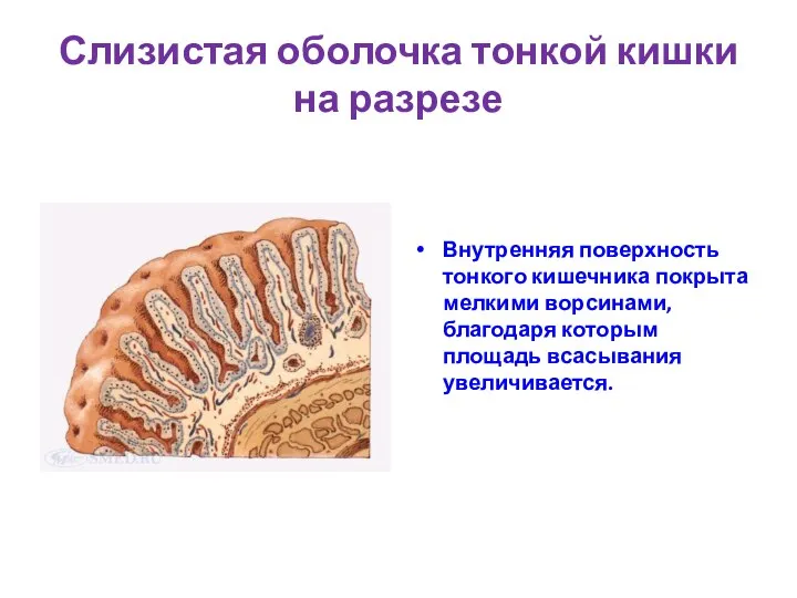 Слизистая оболочка тонкой кишки на разрезе Внутренняя поверхность тонкого кишечника покрыта мелкими