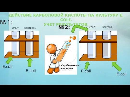 ДЕЙСТВИЕ КАРБОЛОВОЙ КИСЛОТЫ НА КУЛЬТУРУ E. COLI. УЧЕТ РЕЗУЛЬТАТОВ. №1: E.coli Контроль