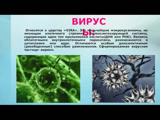 ВИРУСЫ: Относятся к царству «VIRA». Это мельчайшие микроорганизмы, не имеющие клеточного строения,