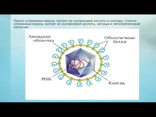 Просто устроенные вирусы состоят из нуклеиновой кислоты и капсида. Сложно устроенные вирусы