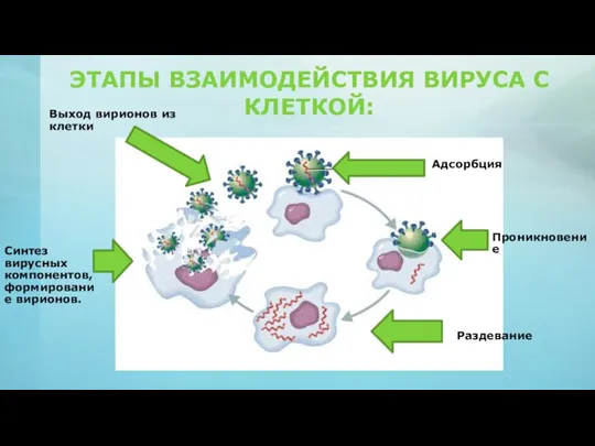 ЭТАПЫ ВЗАИМОДЕЙСТВИЯ ВИРУСА С КЛЕТКОЙ: Адсорбция Проникновение Раздевание Синтез вирусных компонентов, формирование