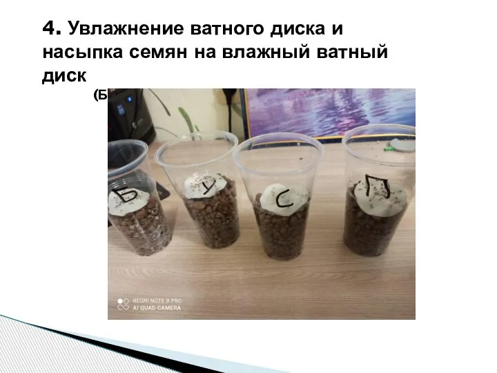 4. Увлажнение ватного диска и насыпка семян на влажный ватный диск (Б-базилик, У-укроп, С-салат, П-петрушка)