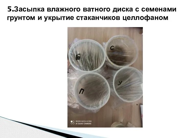 5.Засыпка влажного ватного диска с семенами грунтом и укрытие стаканчиков целлофаном