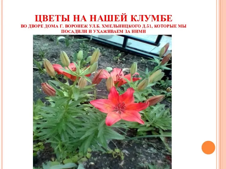 ЦВЕТЫ НА НАШЕЙ КЛУМБЕ ВО ДВОРЕ ДОМА Г. ВОРОНЕЖ УЛ.Б. ХМЕЛЬНИЦКОГО Д.51,