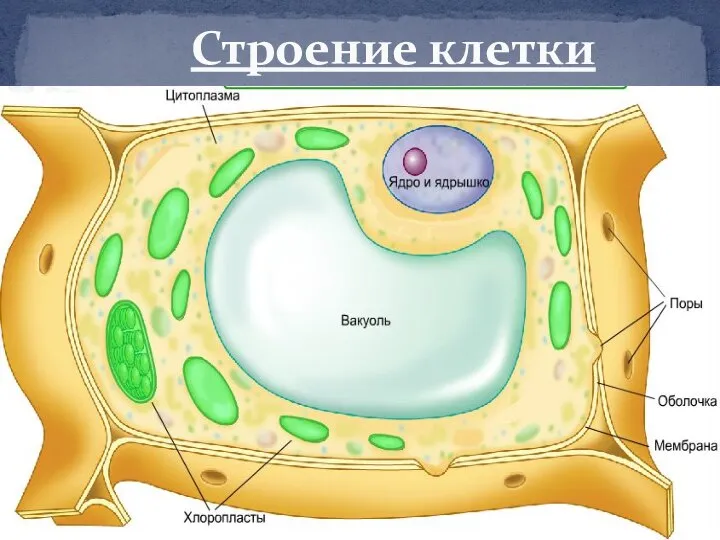 Строение клетки