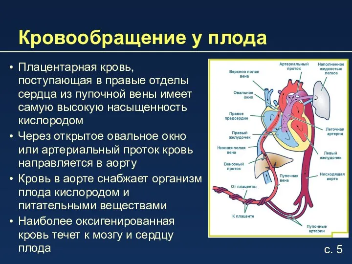 Кровообращение у плода Плацентарная кровь, поступающая в правые отделы сердца из пупочной