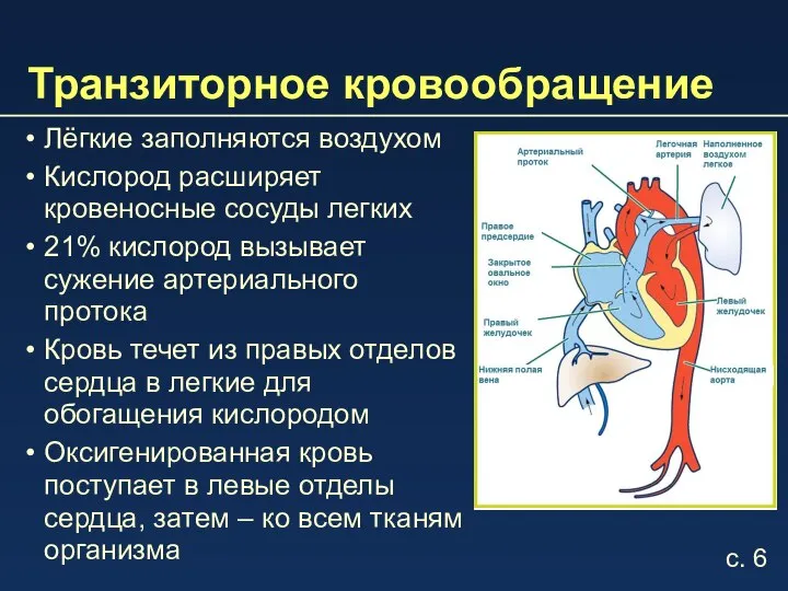 Транзиторное кровообращение Лёгкие заполняются воздухом Кислород расширяет кровеносные сосуды легких 21% кислород