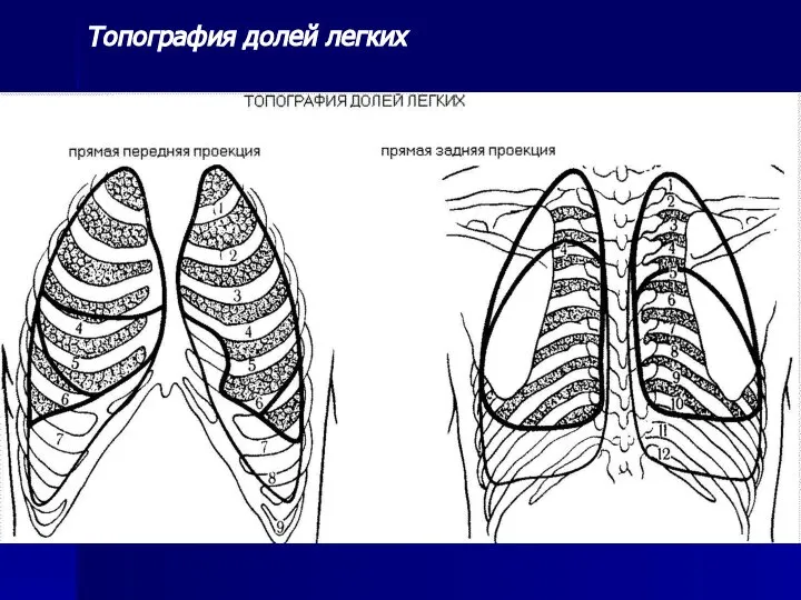 Топография долей легких