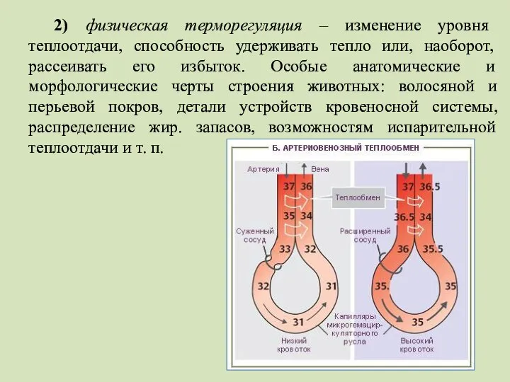 2) физическая терморегуляция – изменение уровня теплоотдачи, способность удерживать тепло или, наоборот,