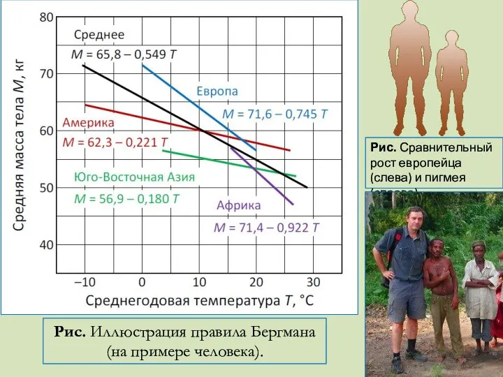 Рис. Иллюстрация правила Бергмана (на примере человека). Рис. Сравнительный рост европейца (слева) и пигмея (справа)