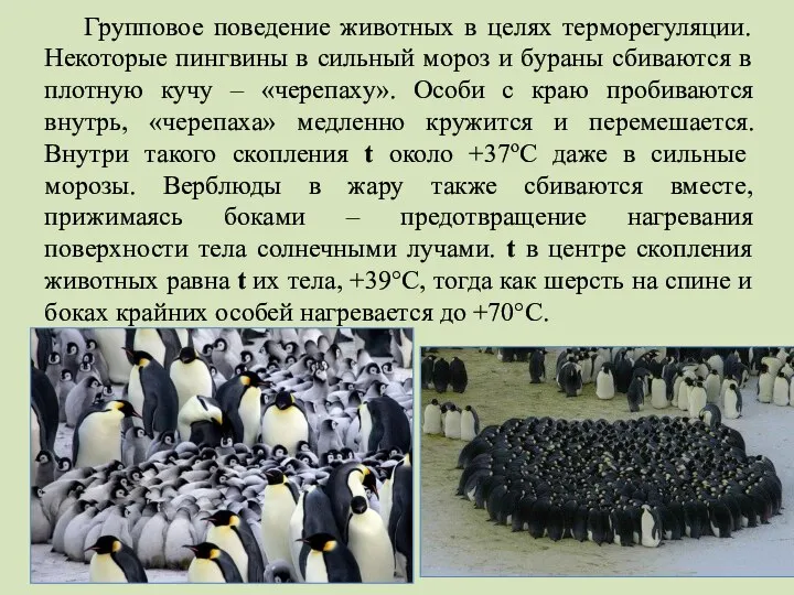 Групповое поведение животных в целях терморегуляции. Некоторые пингвины в сильный мороз и