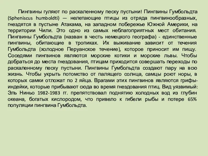 Пингвины гуляют по раскаленному песку пустыни! Пингвины Гумбольдта (Spheniscus humboldti) — нелетающие